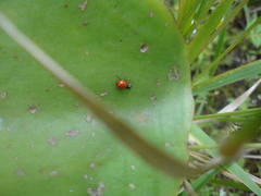 Cycloneda emarginata