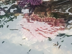 Urticina clandestina