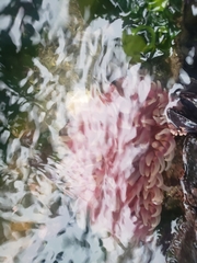 Urticina clandestina