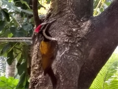 Dinopium benghalense