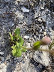 Senecio cymbalarifolius