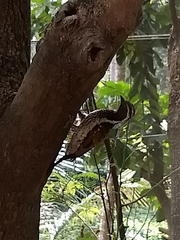 Dinopium benghalense