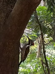 Dinopium benghalense