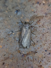 Lophocalama neuritis