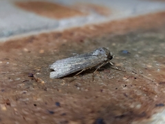 Lophocalama neuritis