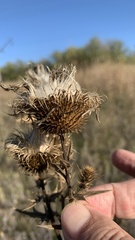 Cirsium serrulatum