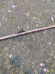 Camponotus japonicus