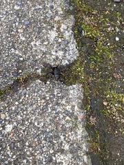 Camponotus japonicus