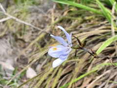 Aristea spiralis