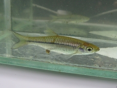 Rasbora argyrotaenia