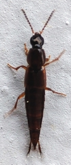 Staphylinidae