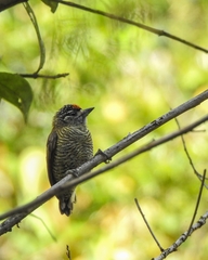 Picumnus exilis pernambucensis