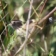Cistothorus stellaris