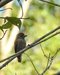 Picumnus exilis pernambucensis