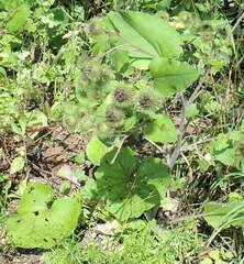 Arctium