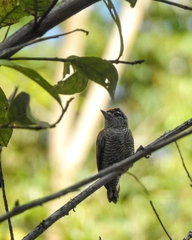 Picumnus exilis pernambucensis