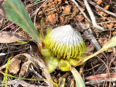 Protea acaulos