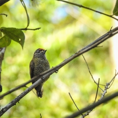 Picumnus exilis pernambucensis