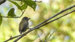 Picumnus exilis pernambucensis