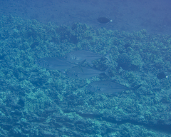 Caranx sexfasciatus