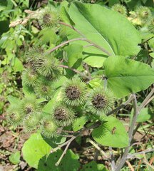 Arctium