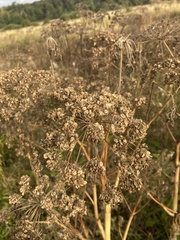 Angelica archangelica