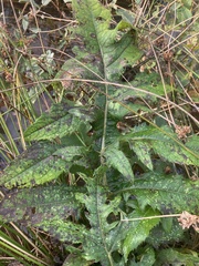 Cirsium oleraceum