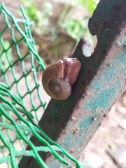 Ariophanta exilis