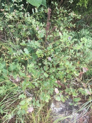 Amorpha ouachitensis