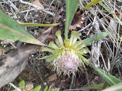 Protea acaulos