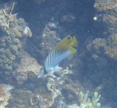 Chaetodon auriga