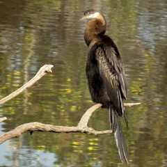 Anhinga rufa rufa