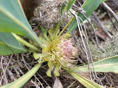 Protea acaulos
