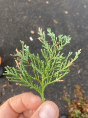 Chamaecyparis lawsoniana