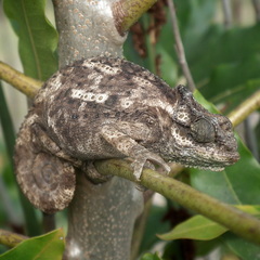 Bradypodion damaranum