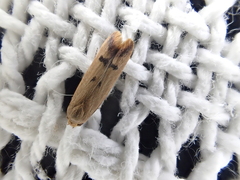 Tachystola hemisema