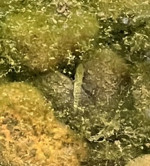 Gasterosteus aculeatus