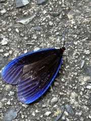 Pompelon marginata