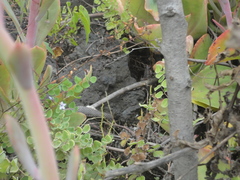 Crotalus molossus nigrescens