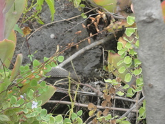 Crotalus molossus nigrescens