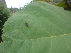 Cyphomyia
