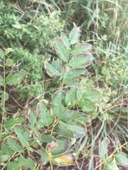 Amorpha ouachitensis