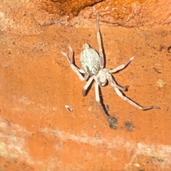 Clubionidae