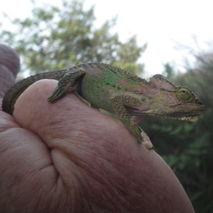 Bradypodion damaranum