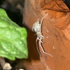 Clubionidae