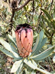 Protea laurifolia