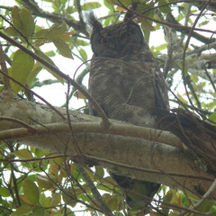 Bubo africanus africanus
