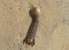 Squillidae