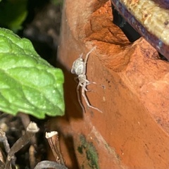 Clubionidae