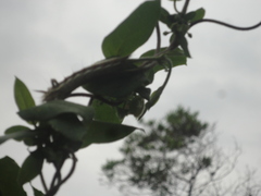 Apatelodidae